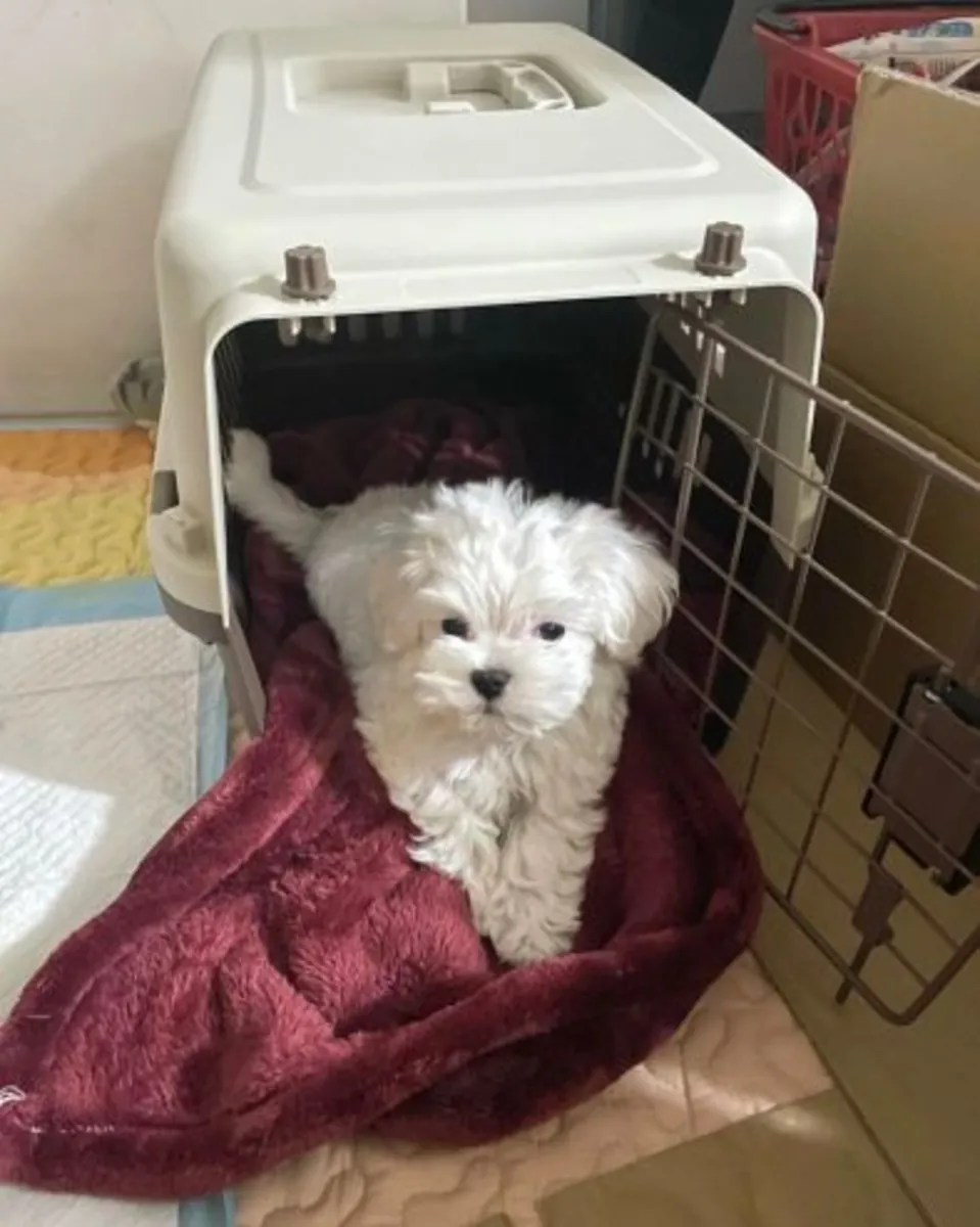 Chiots maltais en bonne santé à adopter