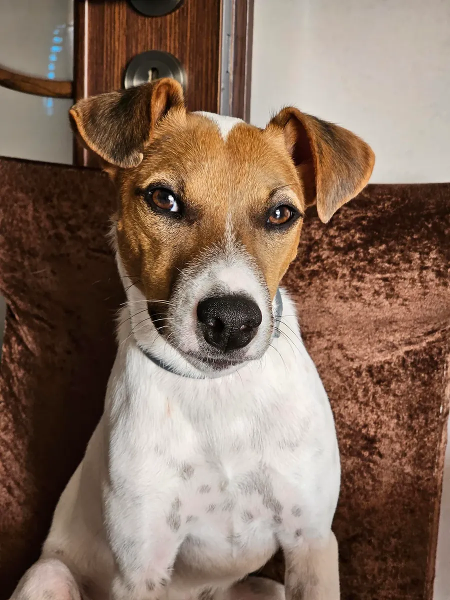 Джек-рассел-терьер, слишком энергичный для меня.