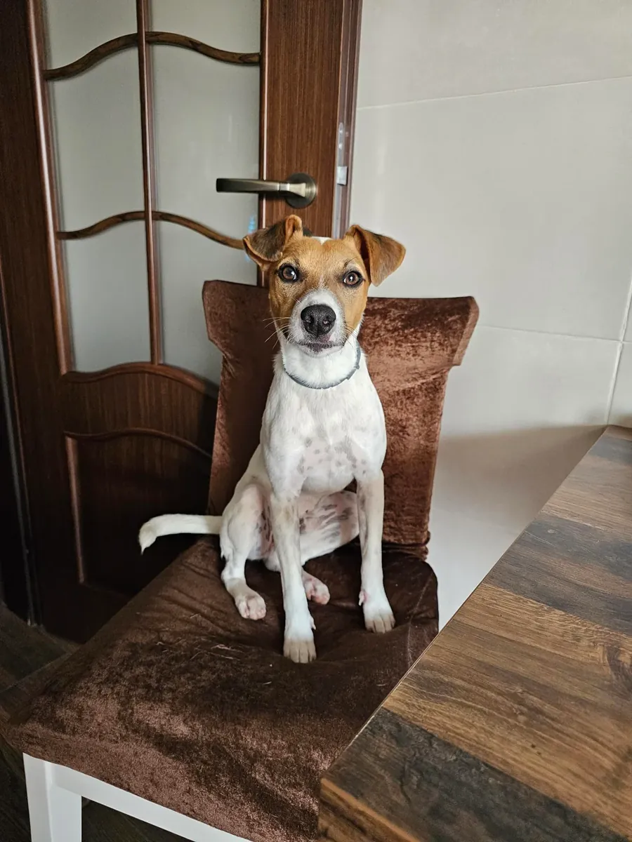 Джек-рассел-терьер, слишком энергичный для меня.