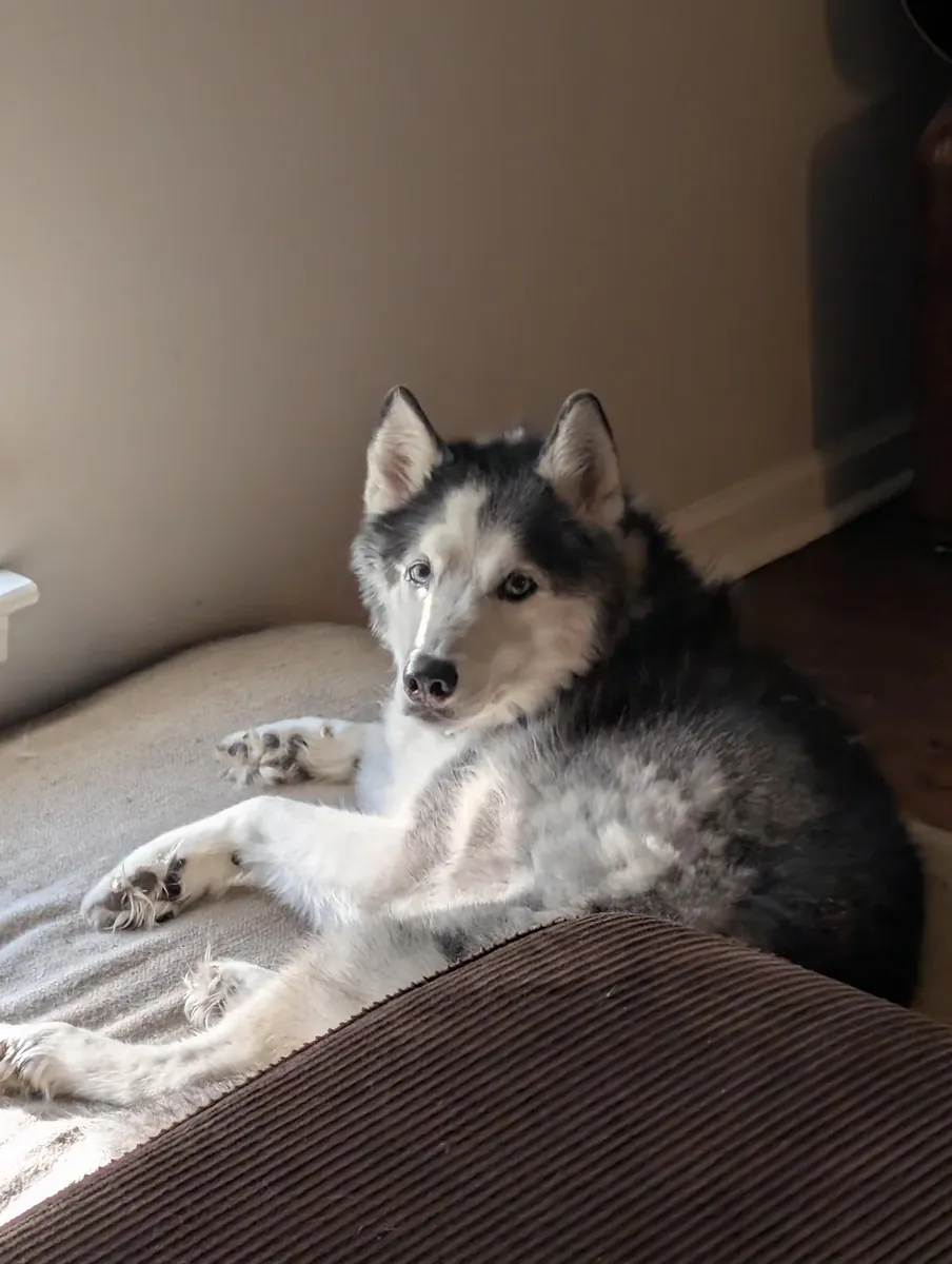 Хаски, нужно место.