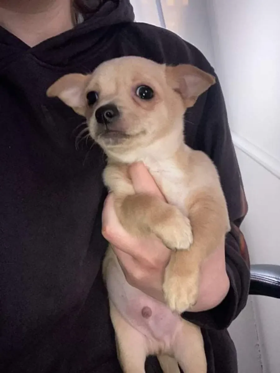 Chihuahua, small dog