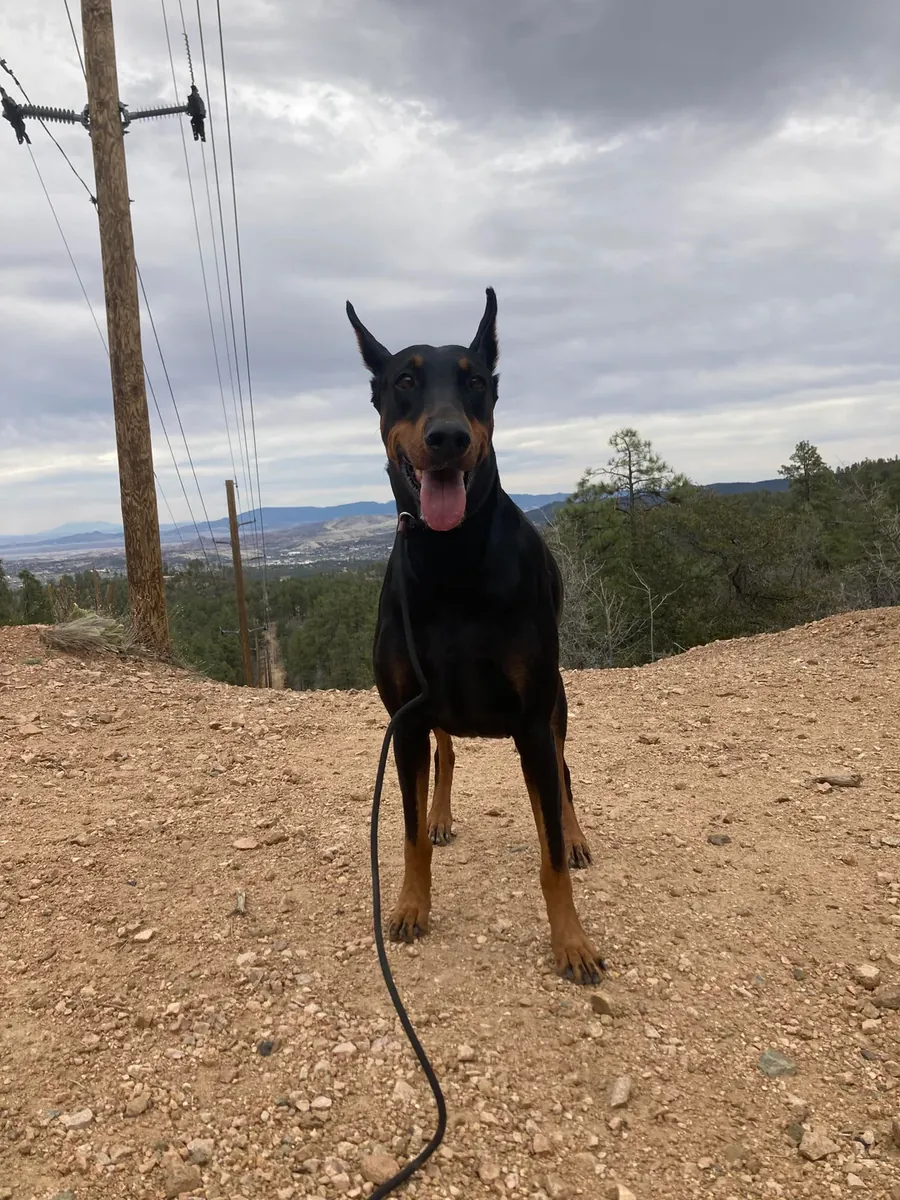 Serious dog, experienced owner