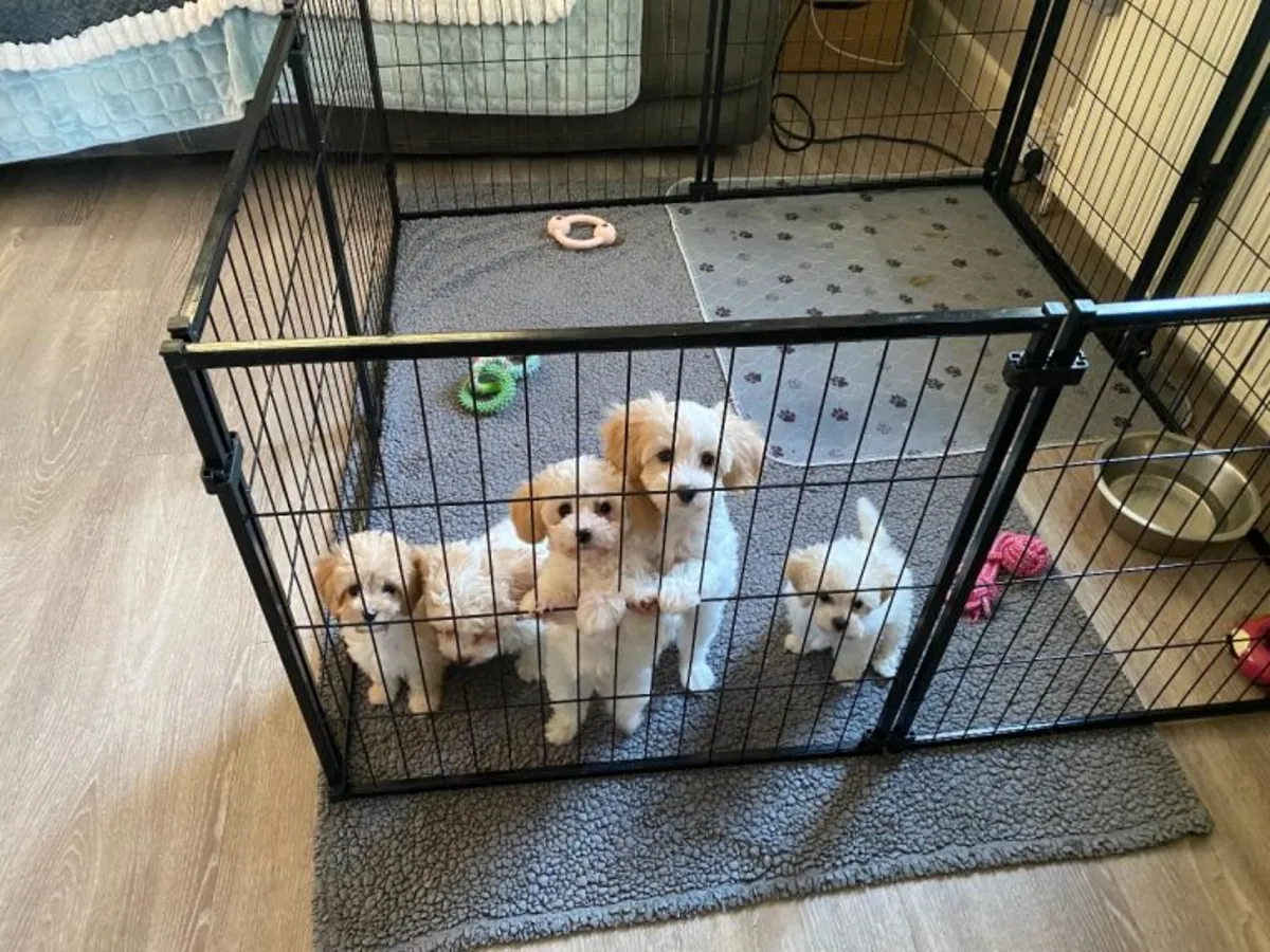 Pedigree Bichon Frise pups