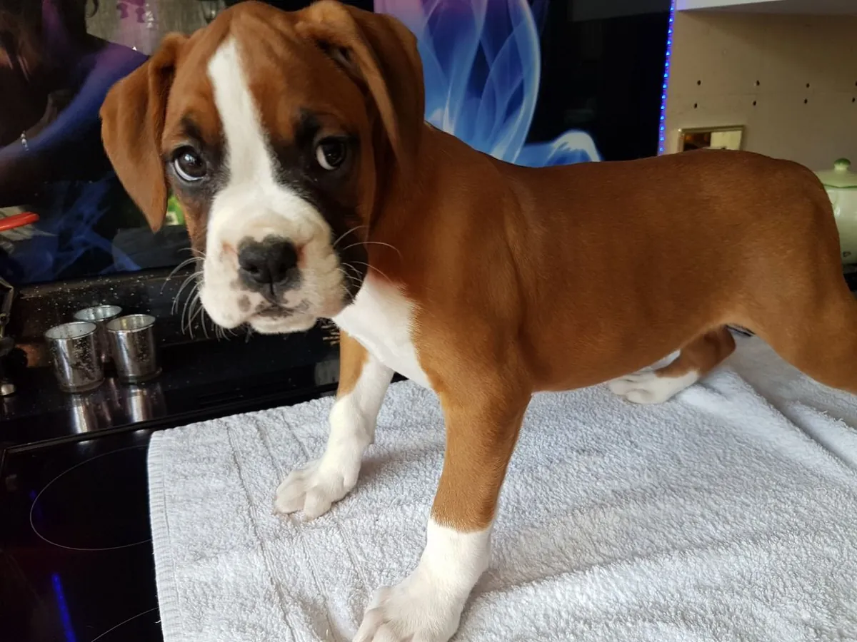 Güzel KC Reg Boxer Yavruları