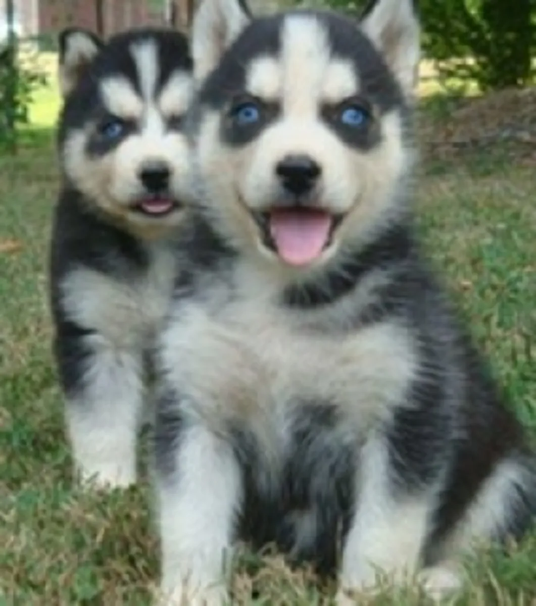 Sibirya husky yavruları (erkekler ve dişiler)
