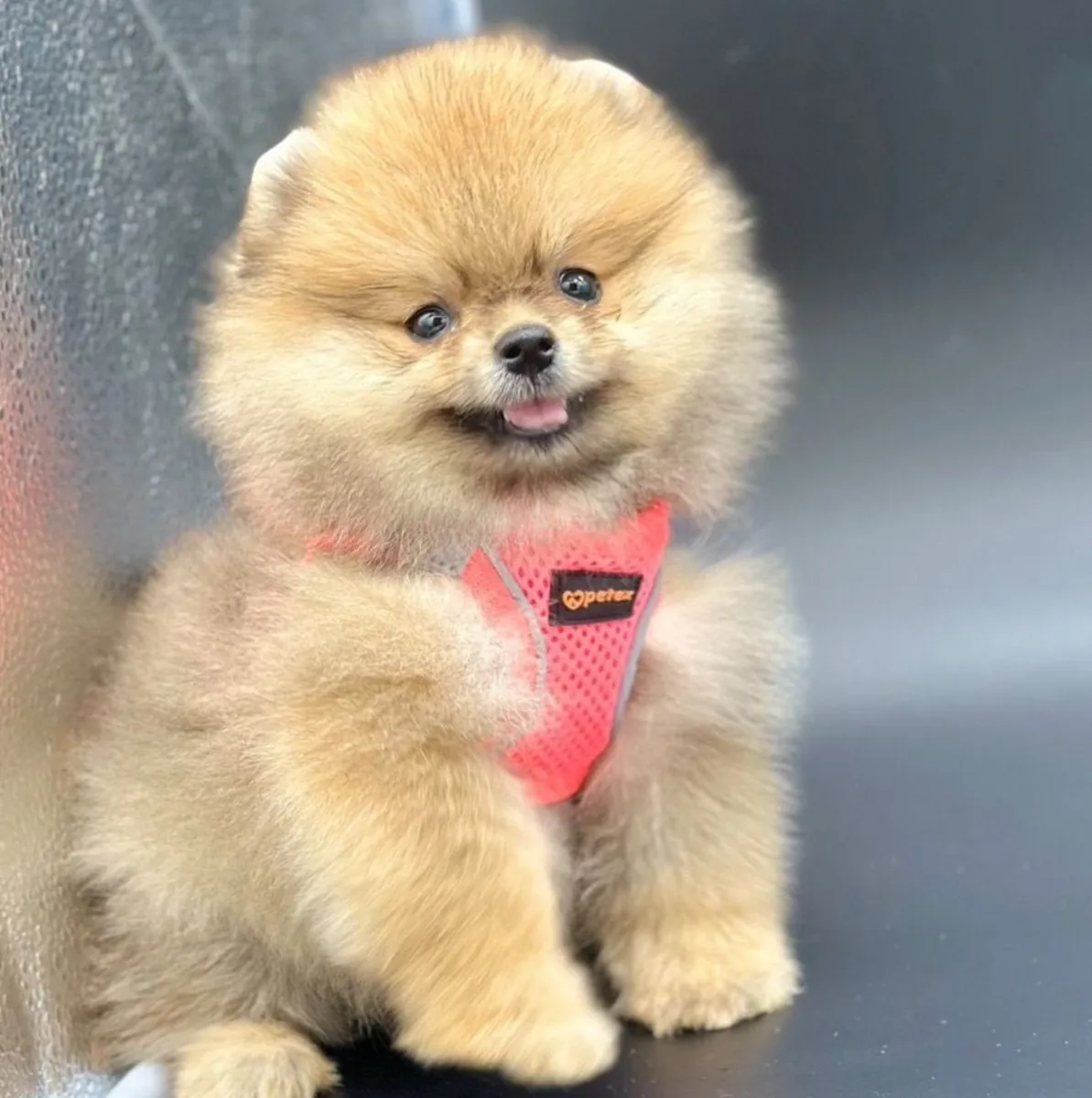 Mink safkan pomeranian yavrular