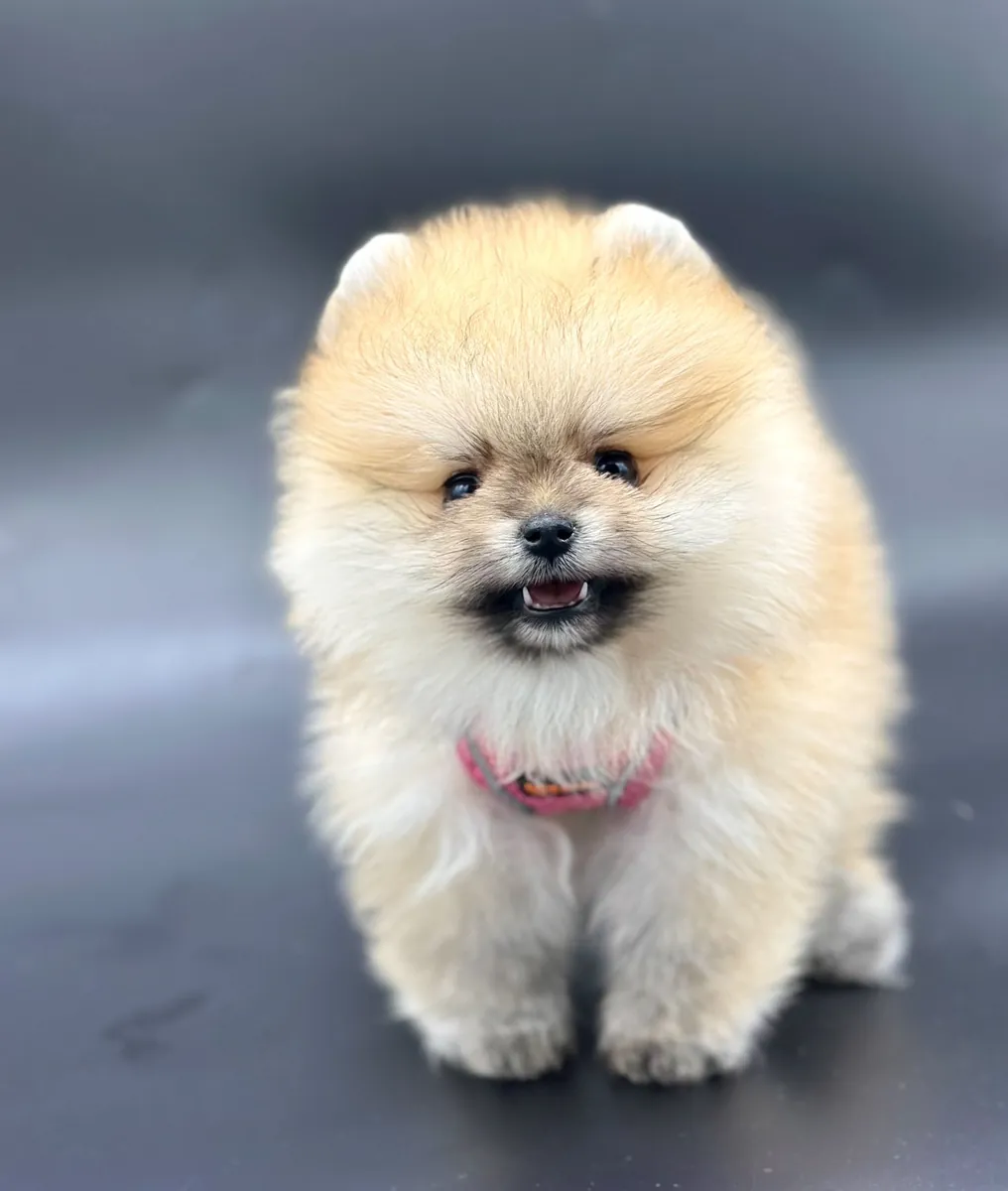 Mink safkan pomeranian yavrular