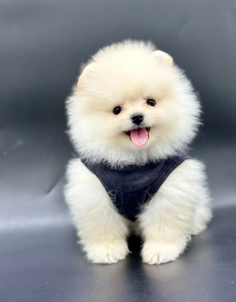 Mink safkan pomeranian yavrular