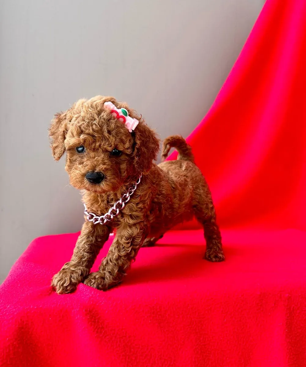 sevimli toy poodle yavrular