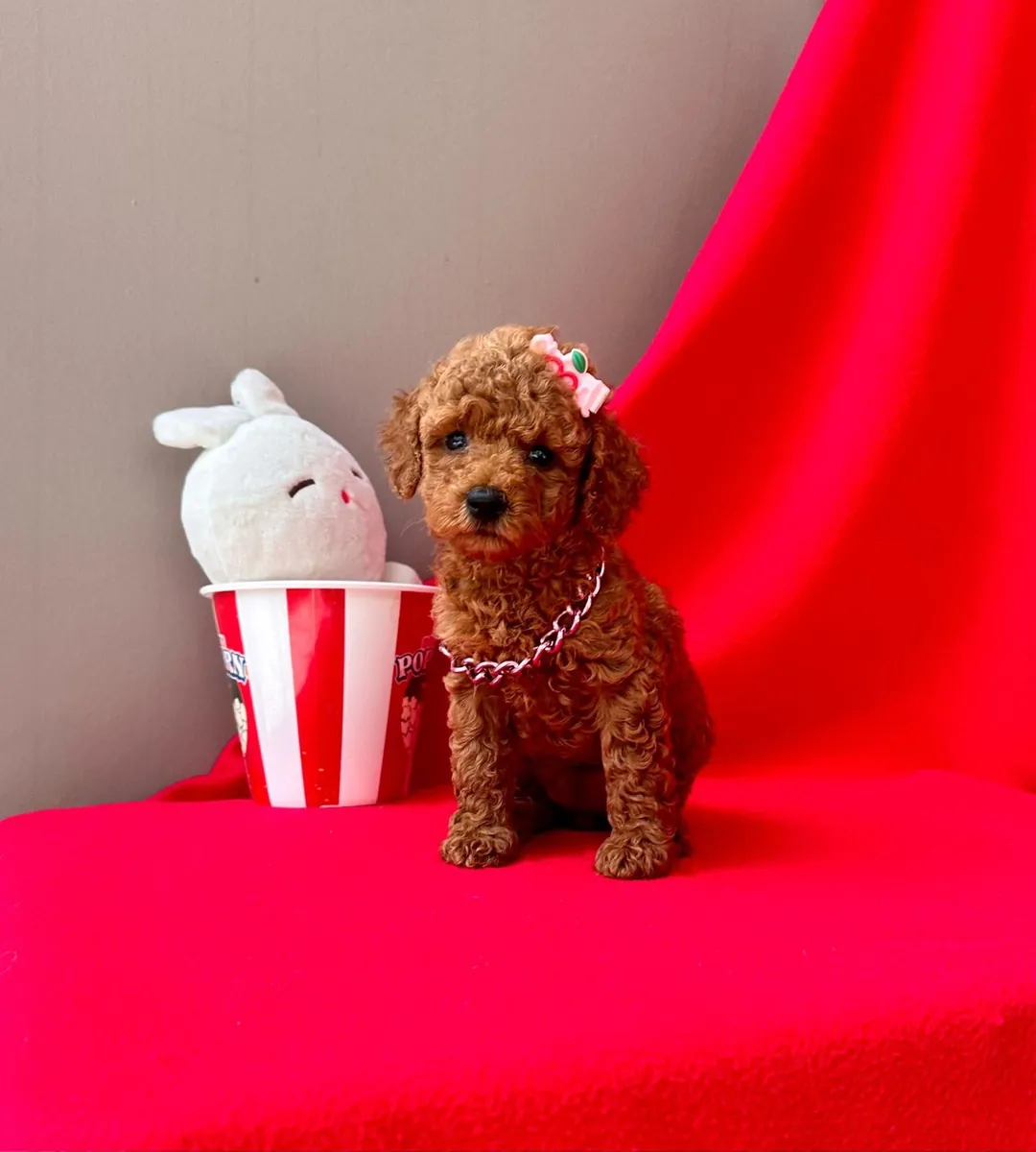 sevimli toy poodle yavrular