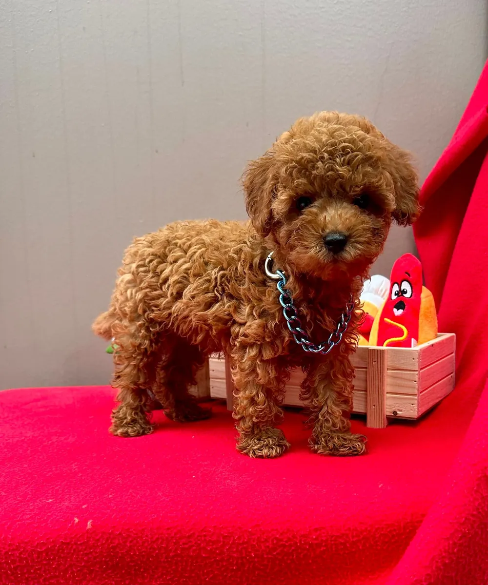 sevimli toy poodle yavrular