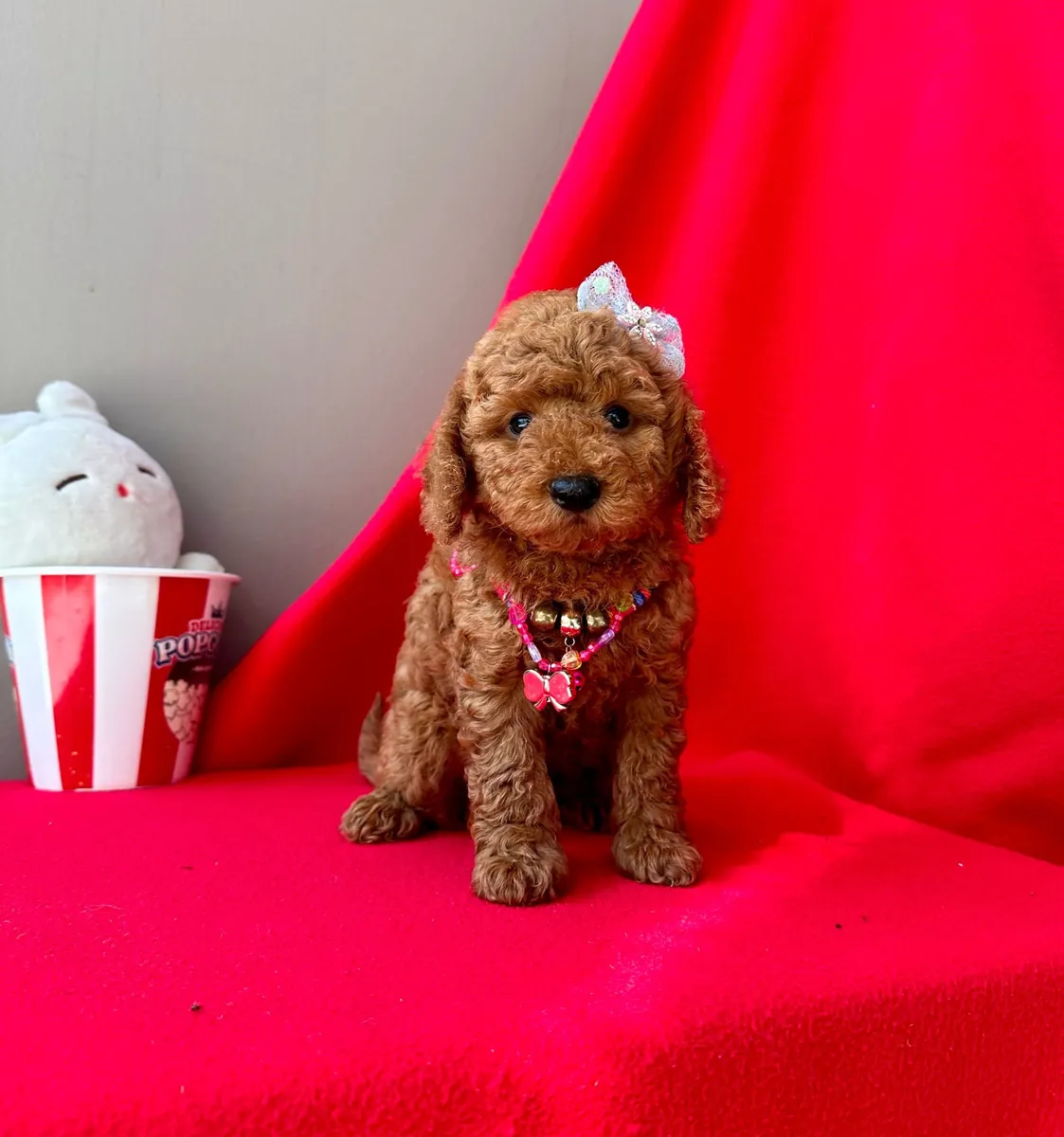 sevimli toy poodle yavrular