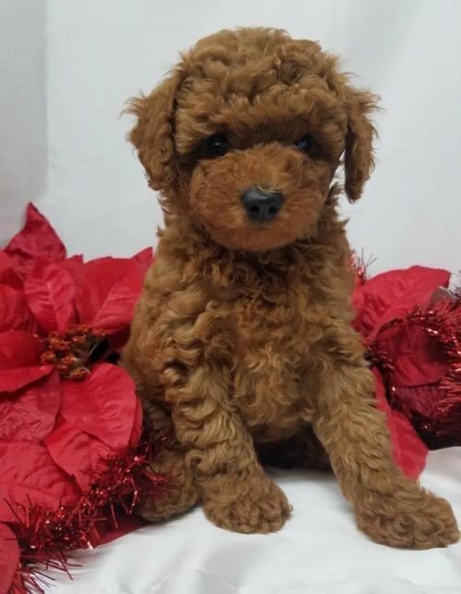 safkan toy poodle yavrular