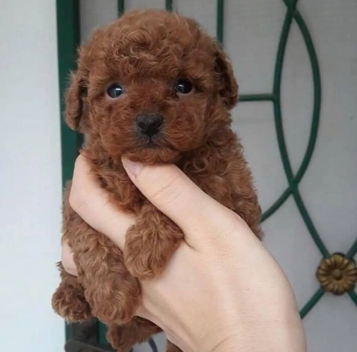 safkan toy poodle yavrular