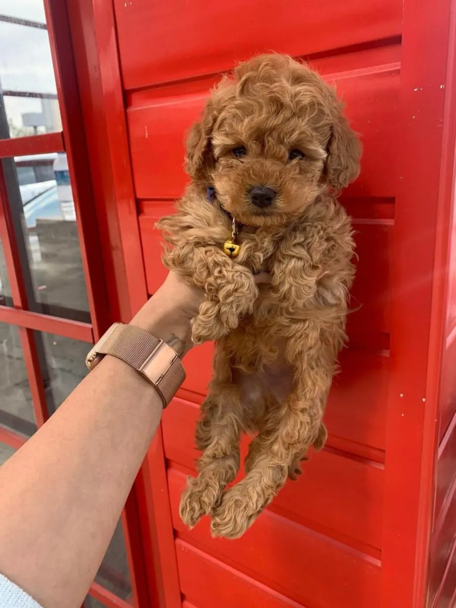 safkan toy poodle yavrular