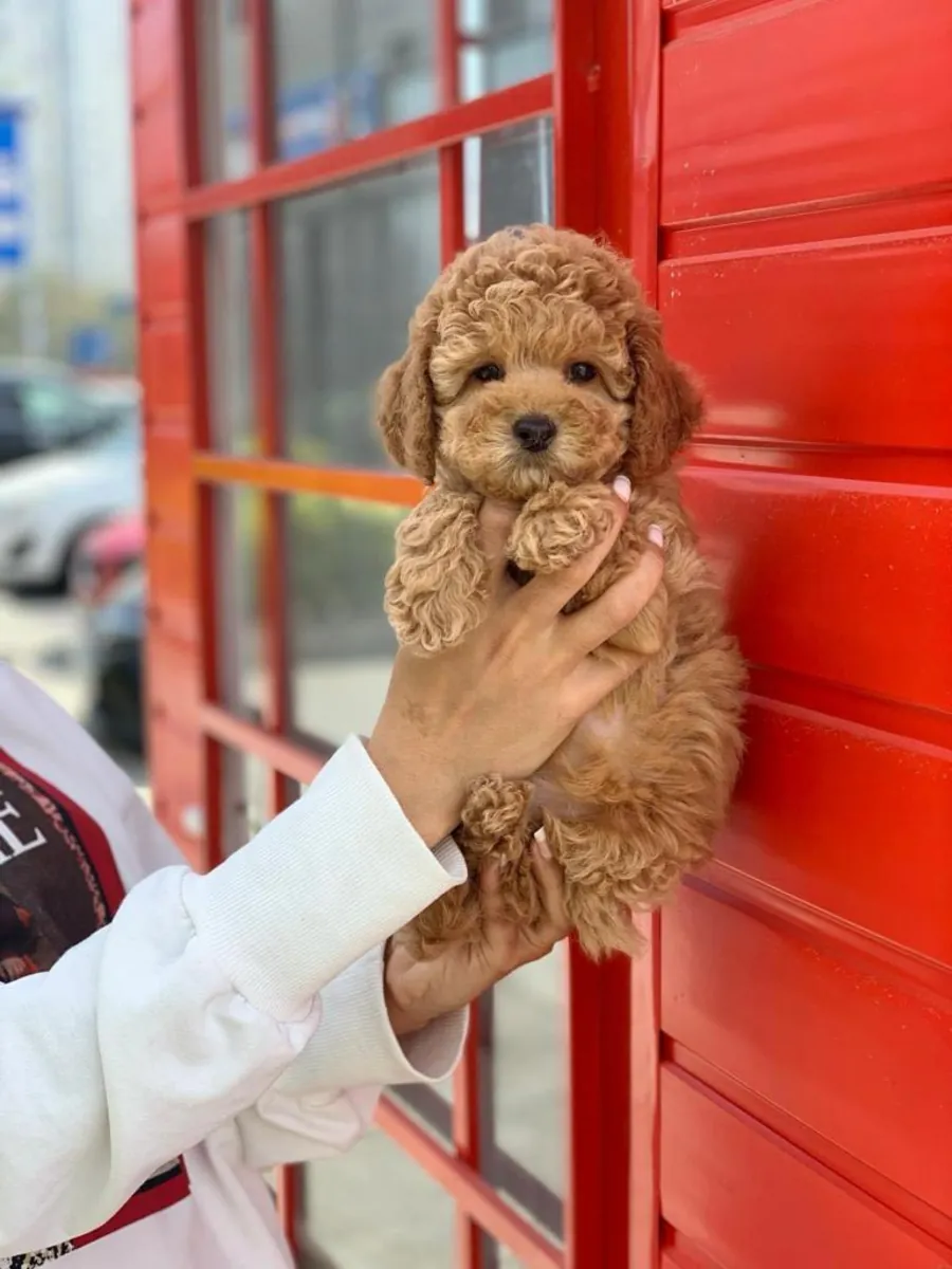safkan toy poodle yavrular