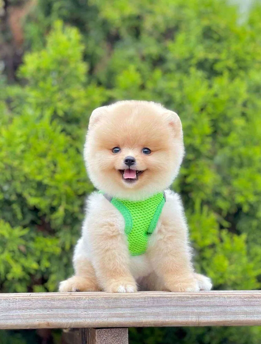 sevimli pomeranian boo yavrular