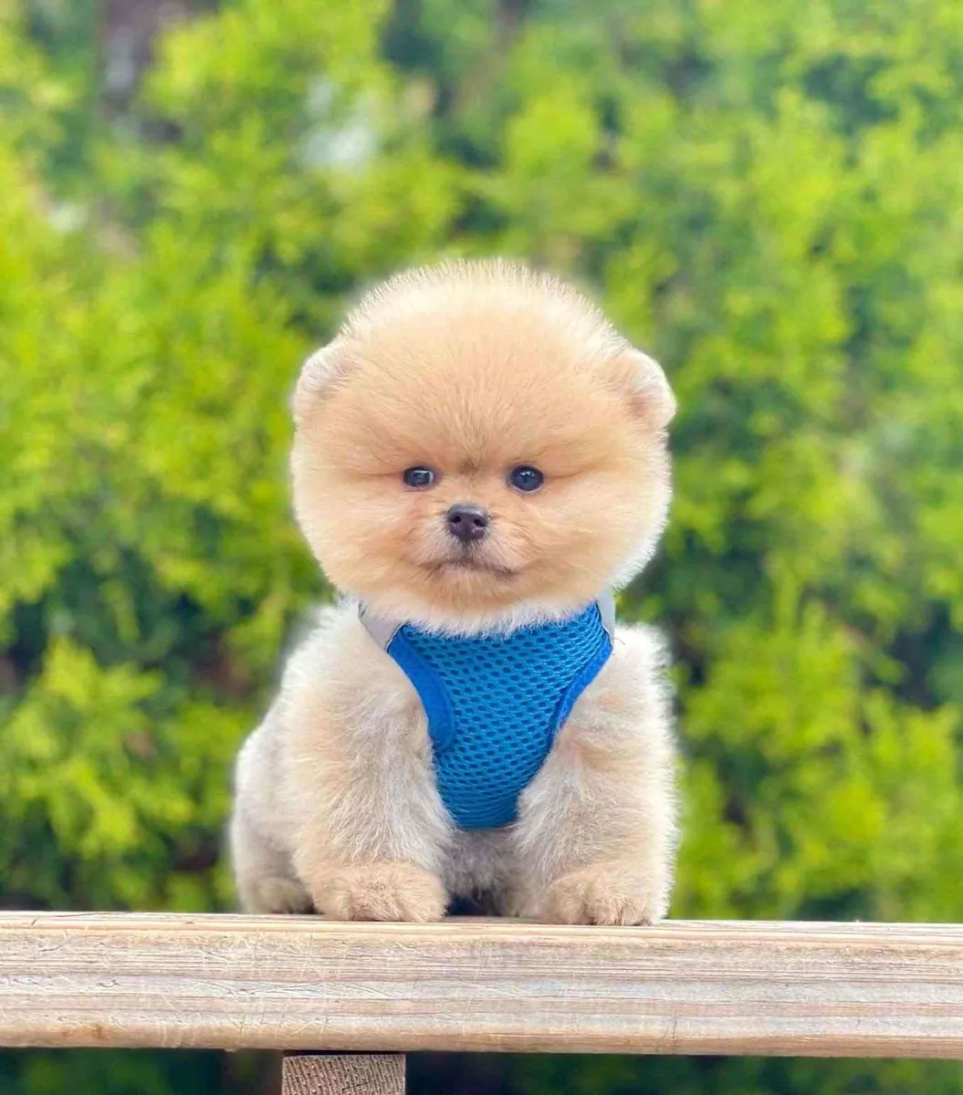 sevimli pomeranian boo yavrular