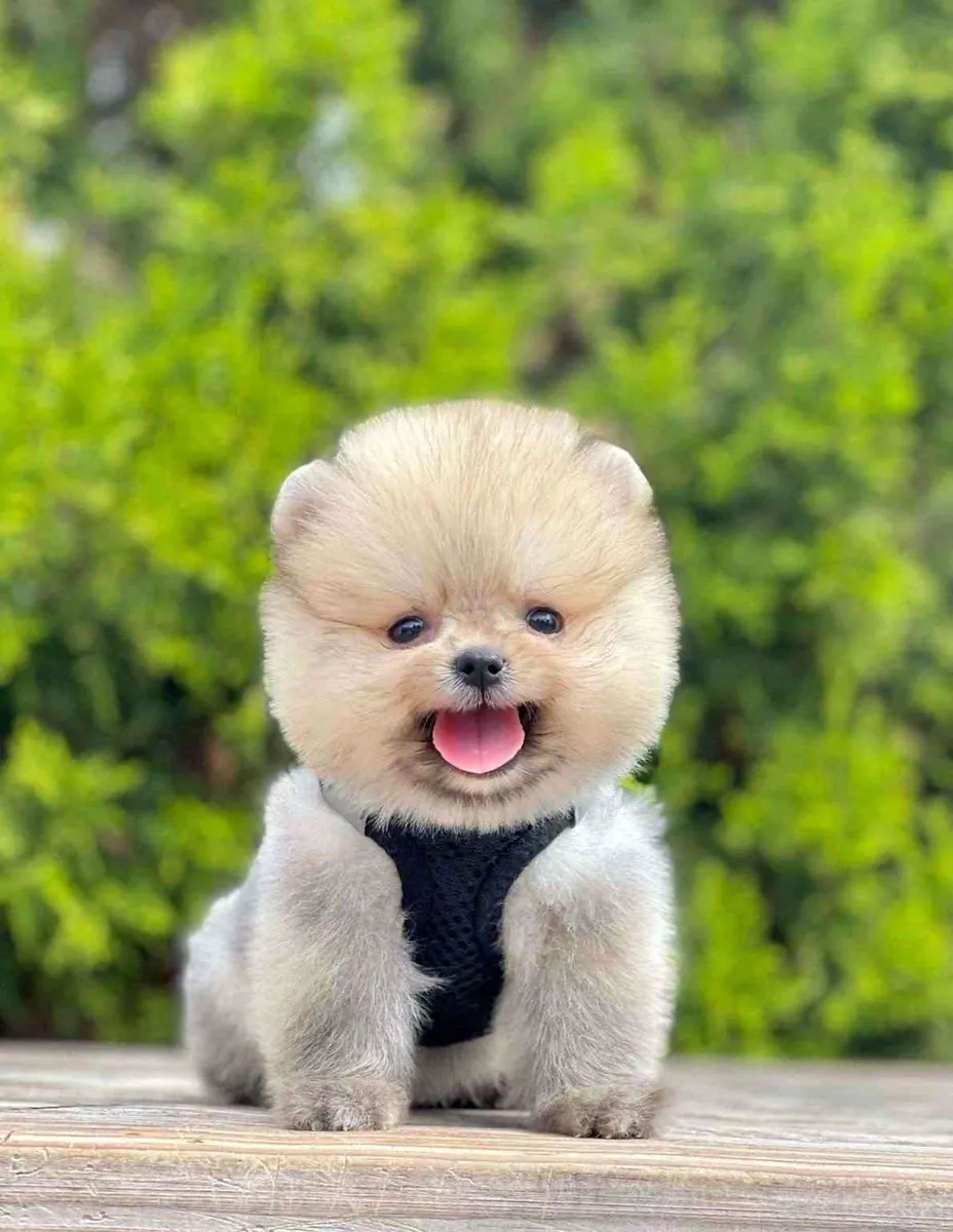 sevimli pomeranian boo yavrular