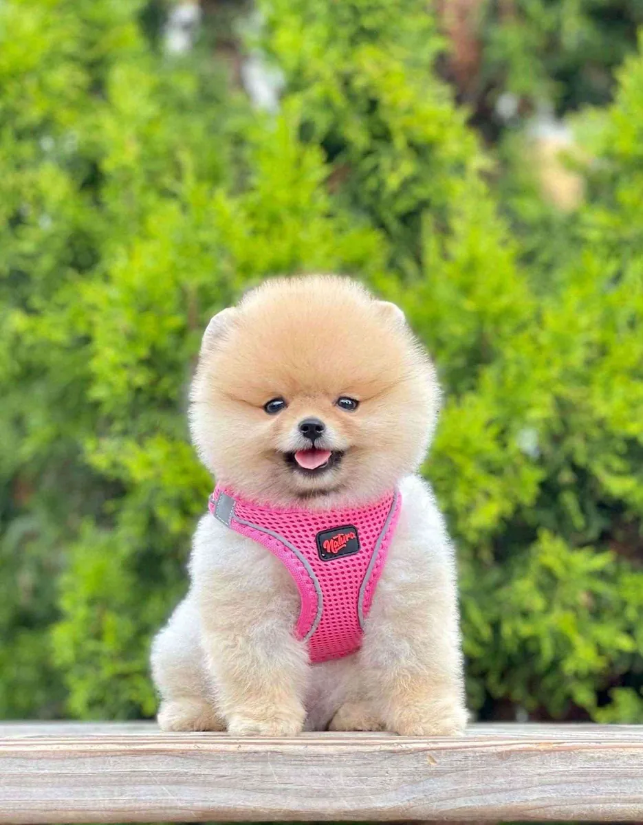sevimli pomeranian boo yavrular