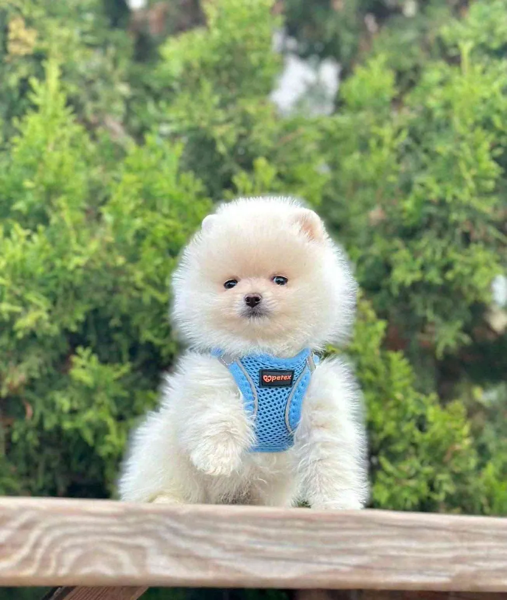sevimli pomeranian boo yavrular