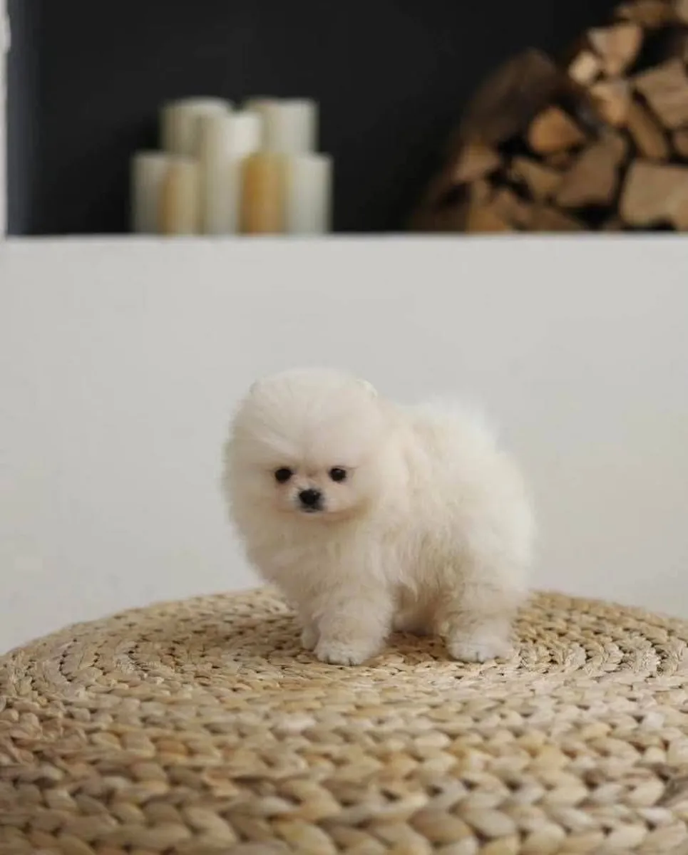 Playful pom pup please Whatsapp me on Whatsapp 