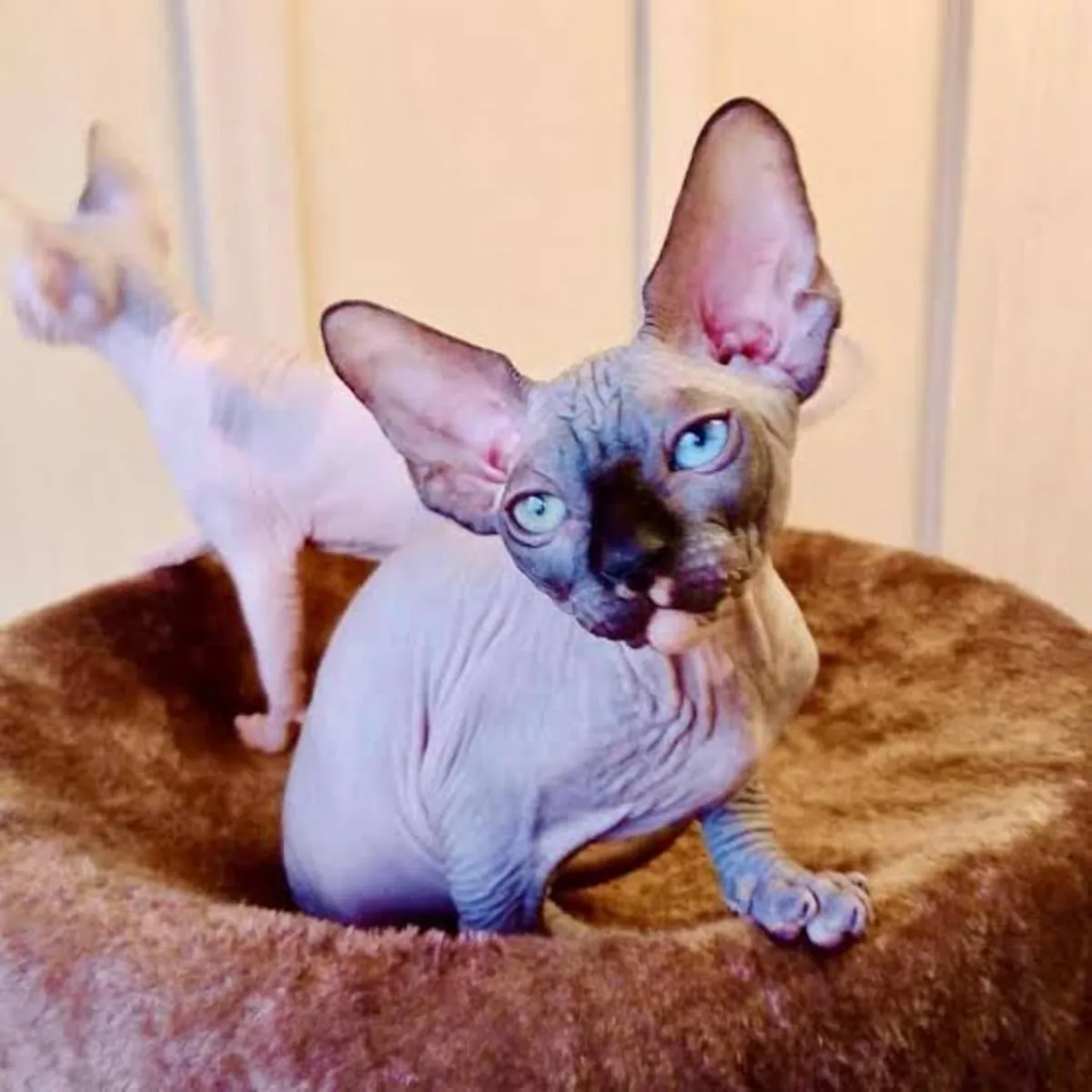 斯芬克斯小猫待领养