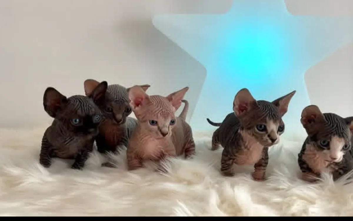 Ücretsiz evlat edinme için Sphynx kittenleri