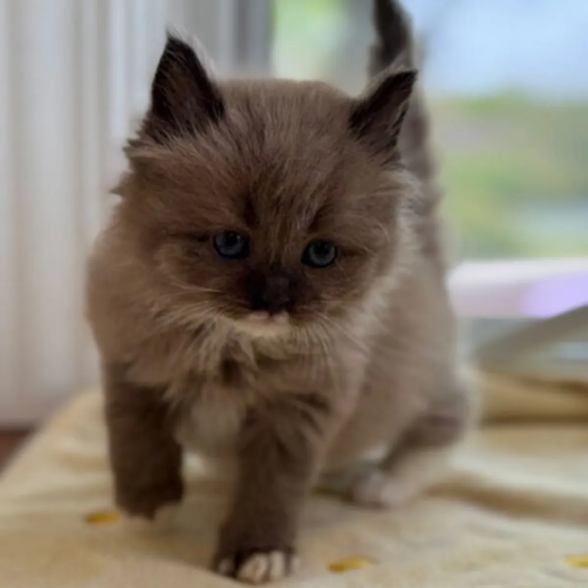 待领养的布偶猫小猫