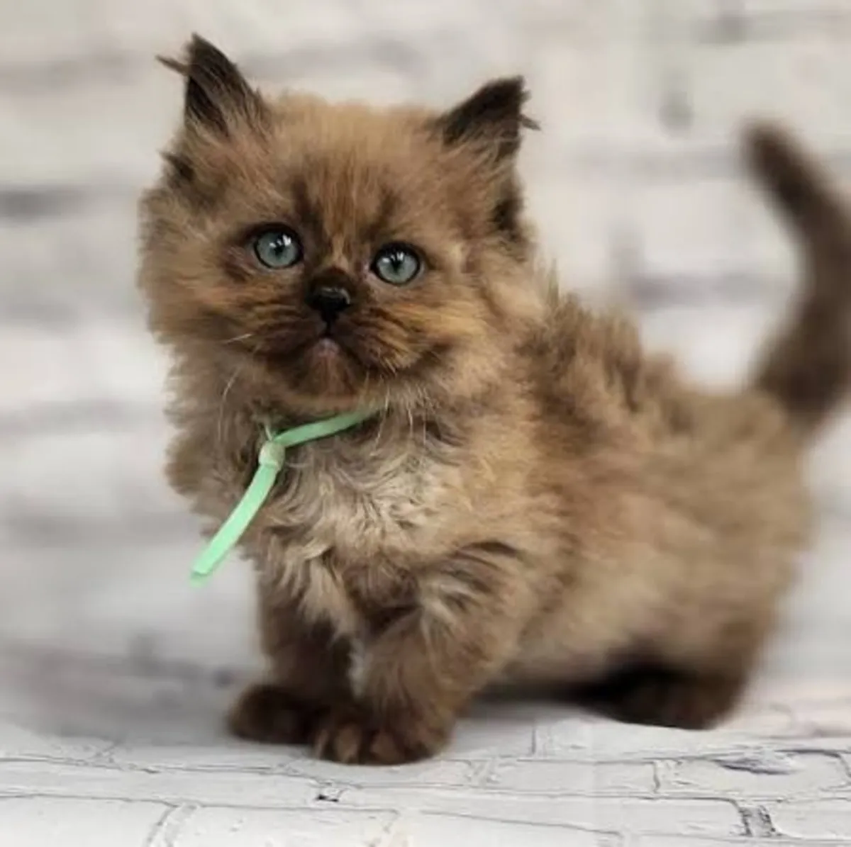 待领养的布偶猫小猫