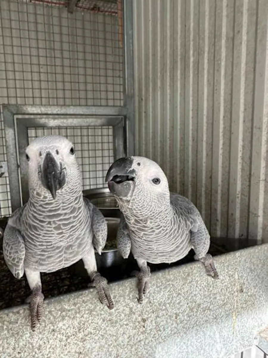 Par de loros guacamayo y loro gris africano en adopción