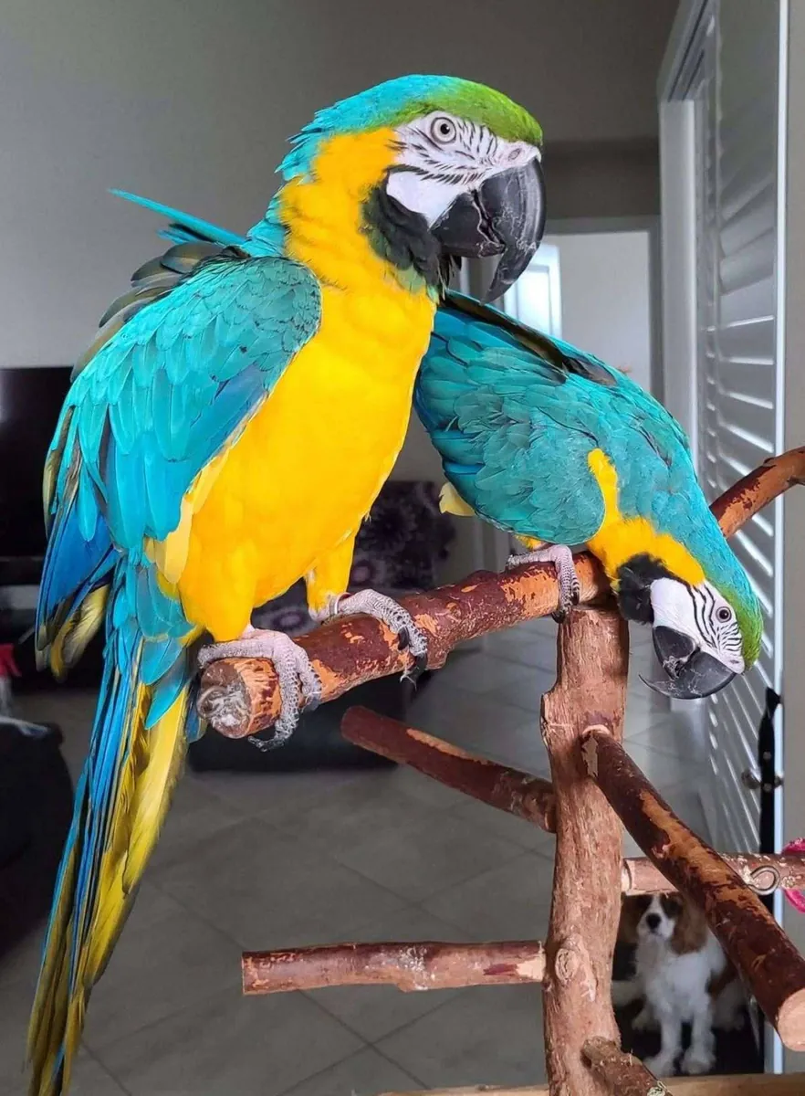 Par de loros guacamayo y loro gris africano en adopción