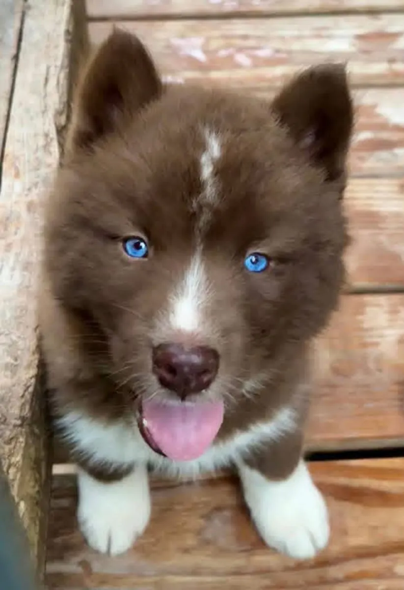 Very beautiful puppies husky Whatsapp me 