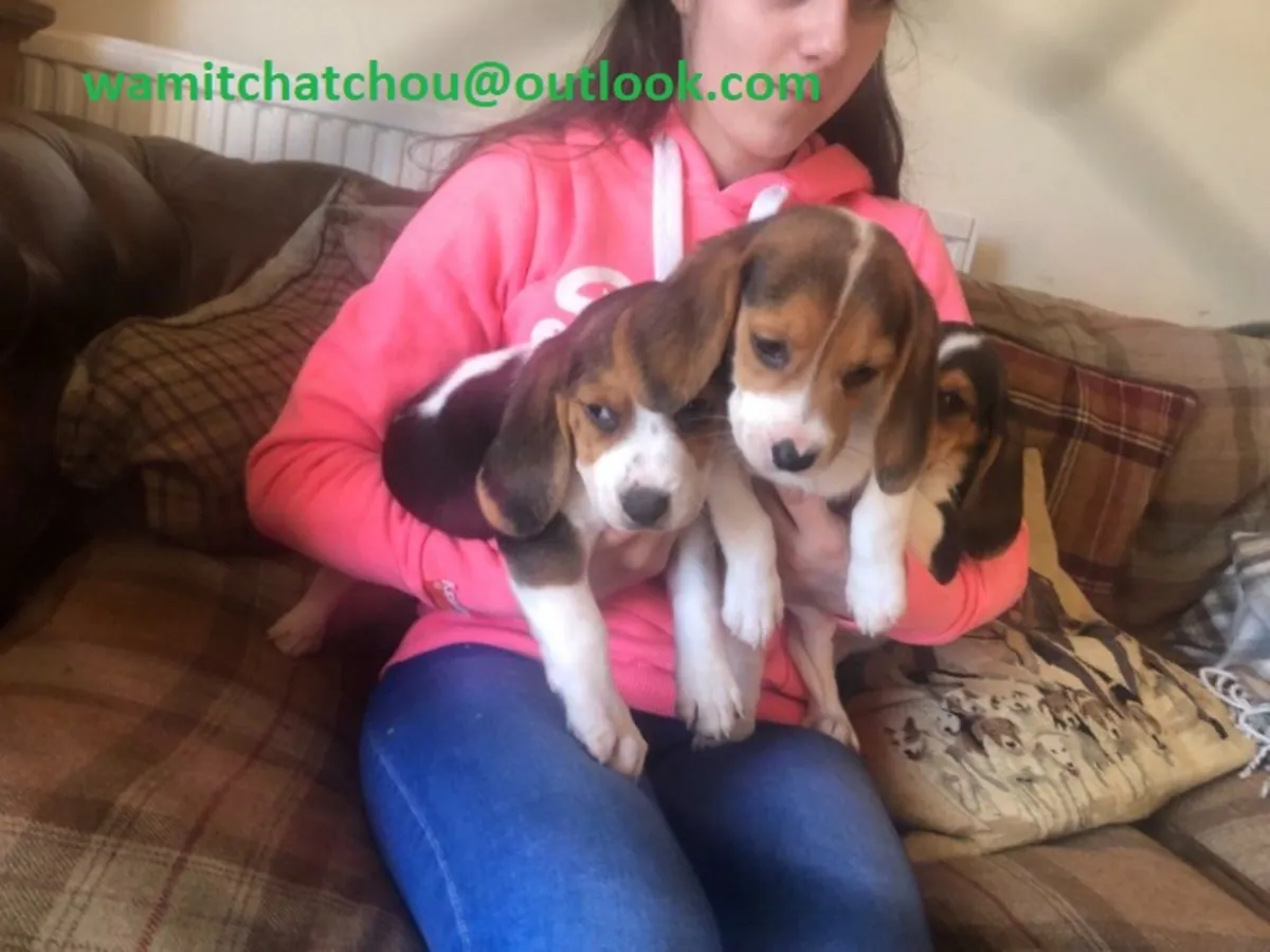 Chiots Beagle prêts à aller dans leur nouveau foyer.
