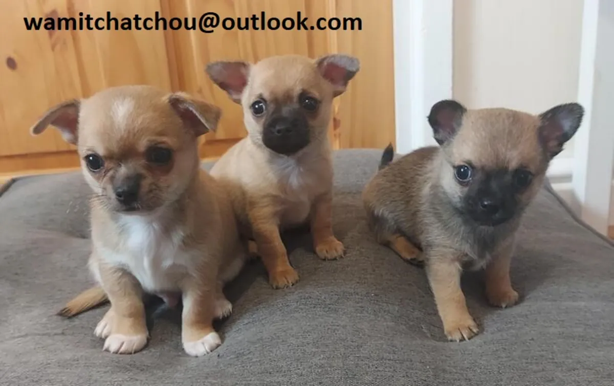 华丽的吉娃娃小狗（公母） wamitchatchou(at)outlook.com