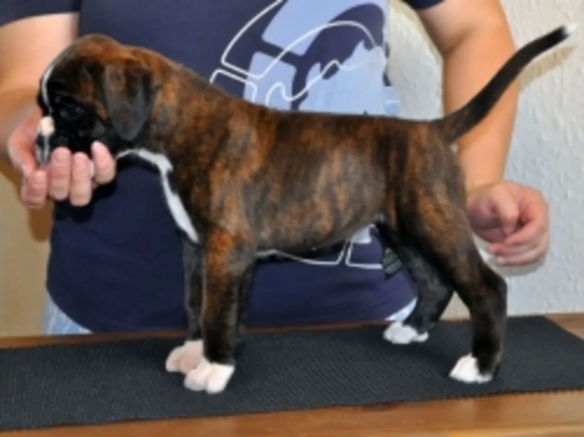 Ces chiots bouledogue sont prêts