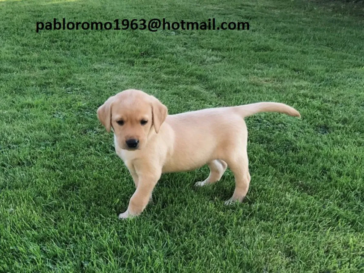 Cachorros de Labrador criados en familia 