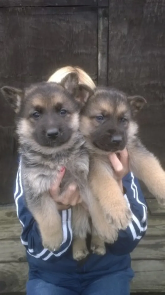 Gorgeous German Shepherd puppies (only 2 boys now available)