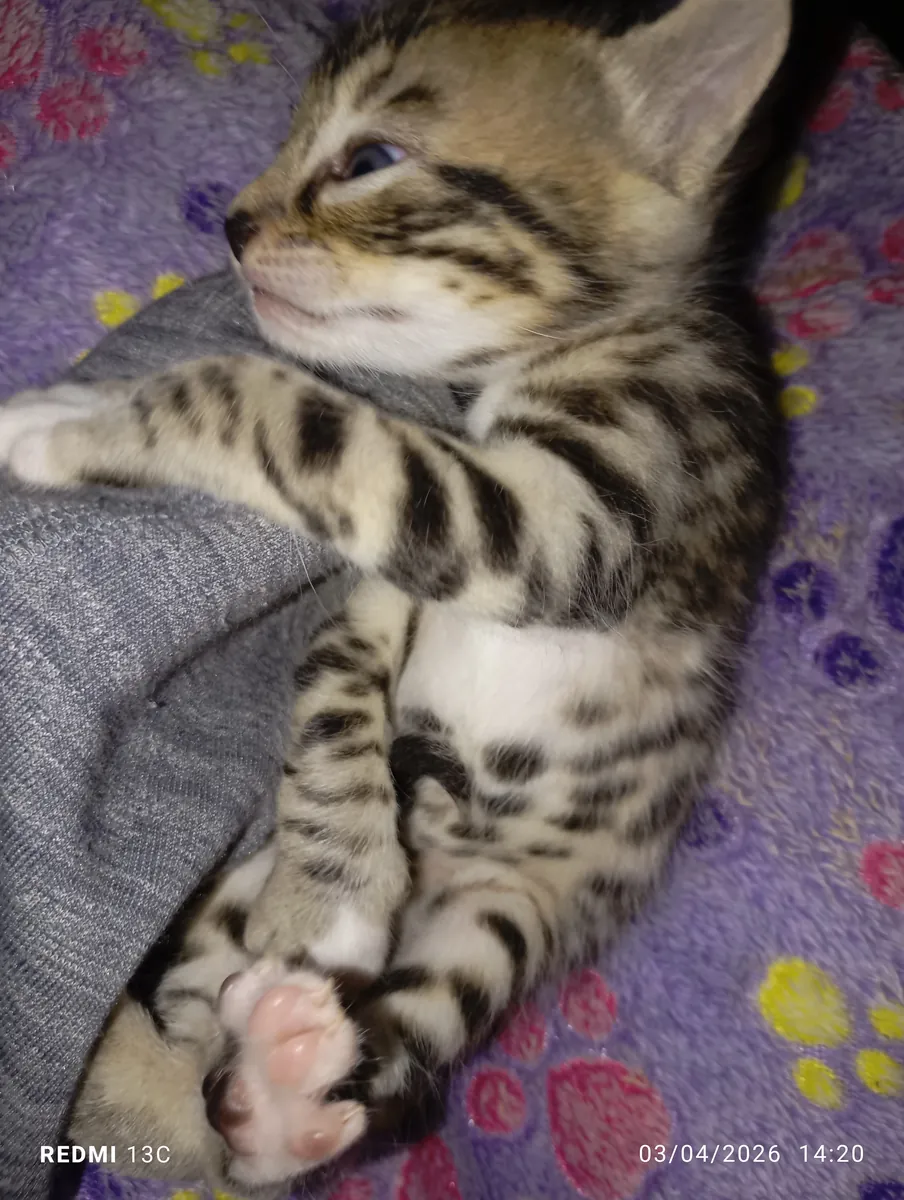 котенок бенгальской смешанной породы