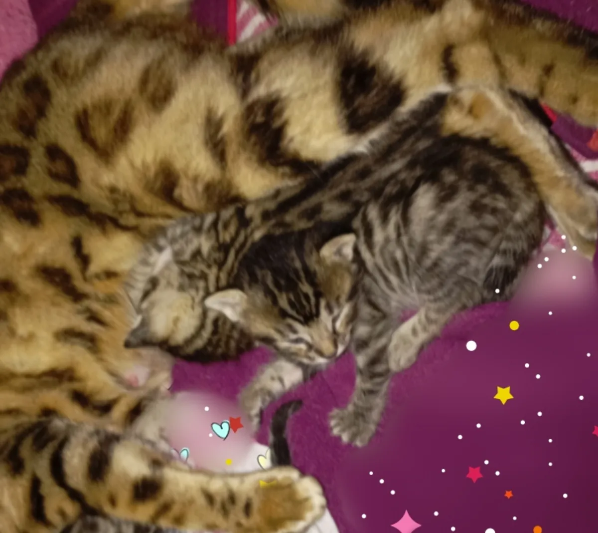 котенок бенгальской смешанной породы