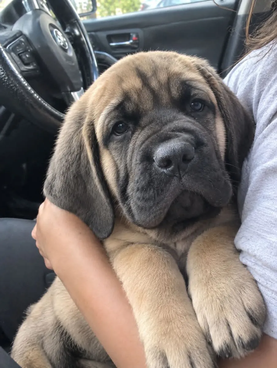 GORGEOUS SPANISH MASTIFF PUPPIES —whatsapp for more details bellow 