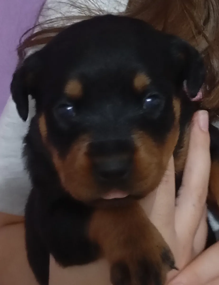 Rottweiler yavrusu