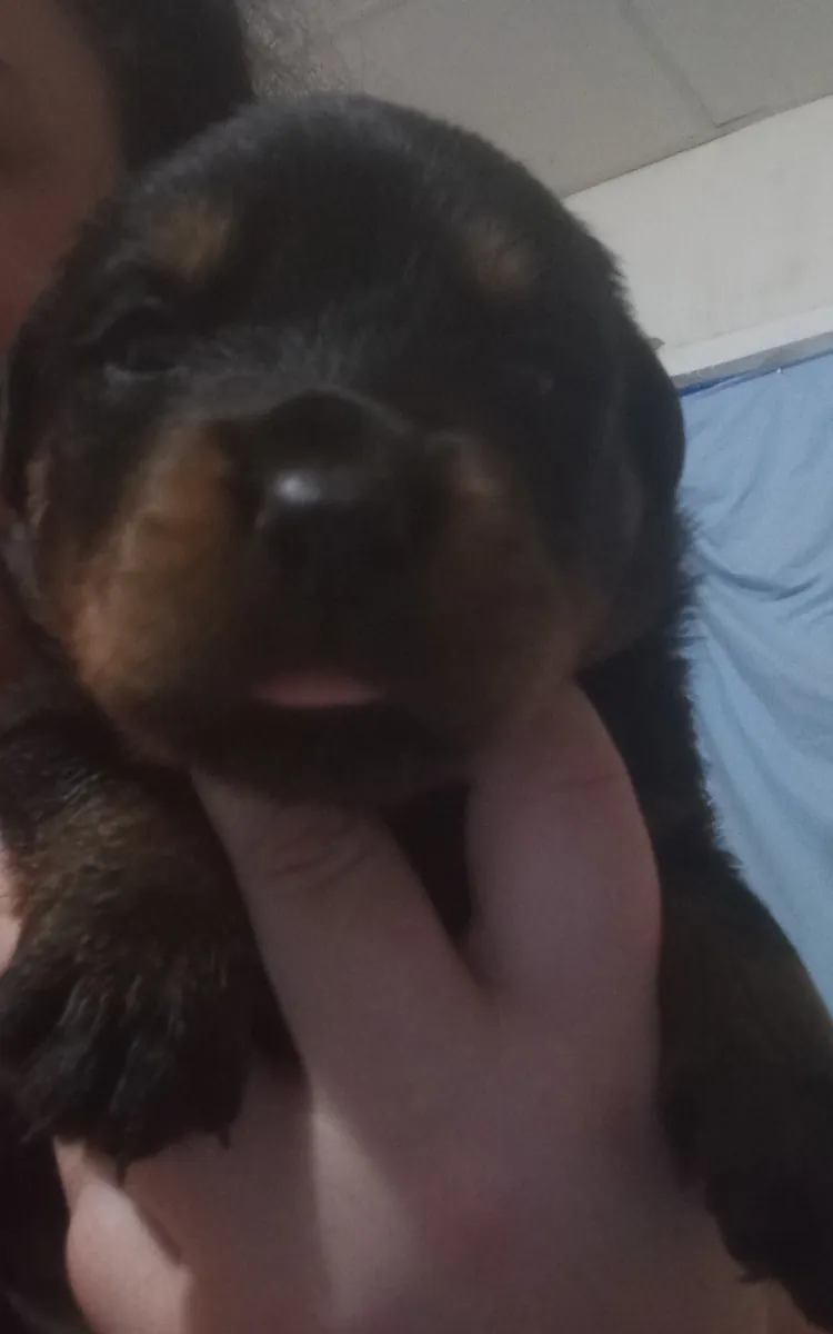 Rottweiler yavrusu