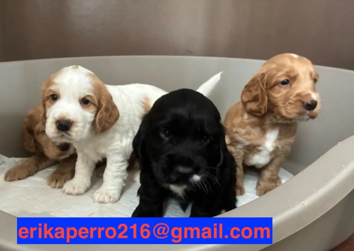 赠送可卡犬幼犬（公犬和母犬）