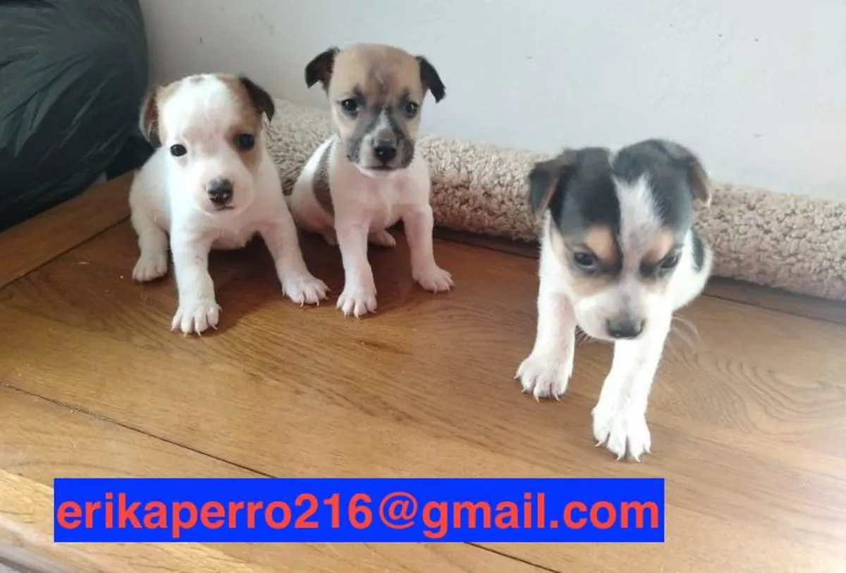Regalo cachorros Jack Russell