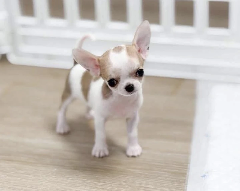Chihuahua puppies
