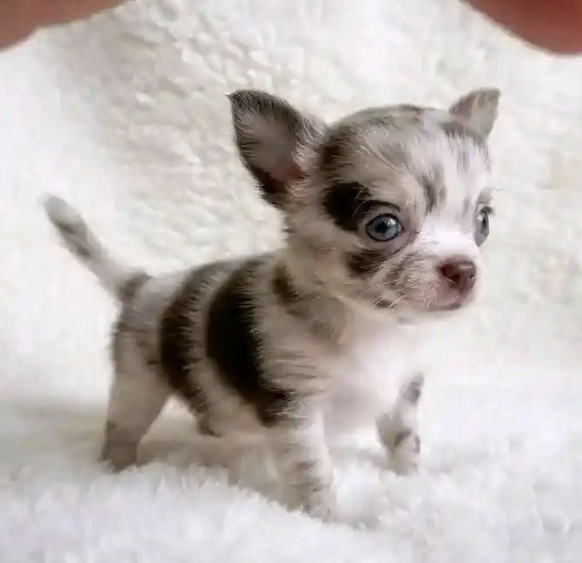 Cachorro Chihuahua