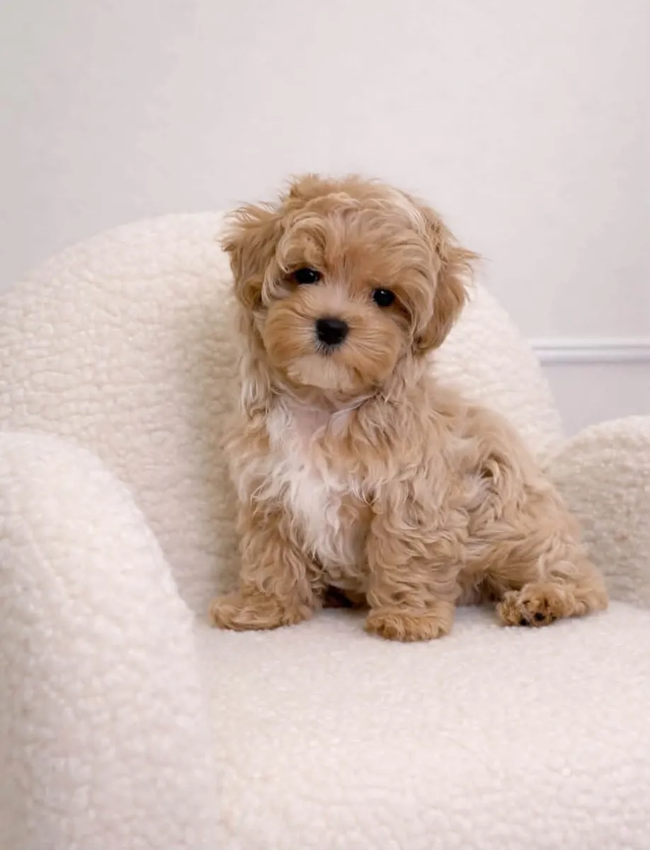 Tiny Toy Poodle Puppies fill free to Whatsapp me 