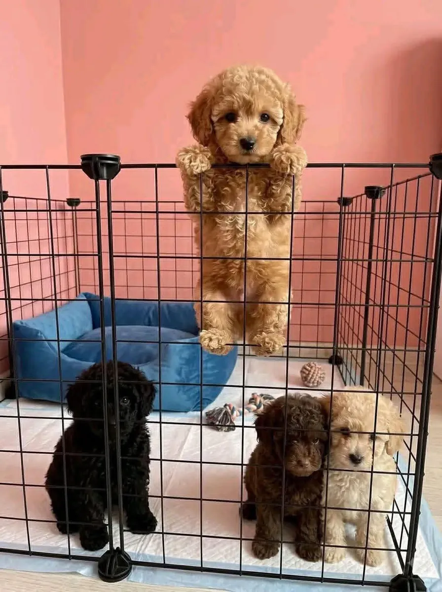 Sevimli Toy Poodle Yavruları Sevecen Aileler için