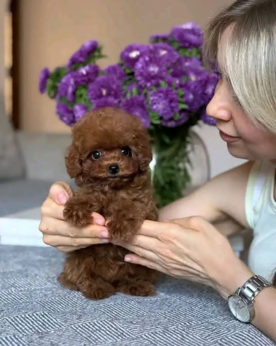 Harika Toy Poodle Yavruları ciddi sorular için Whatsapp aşağıda 👇👇